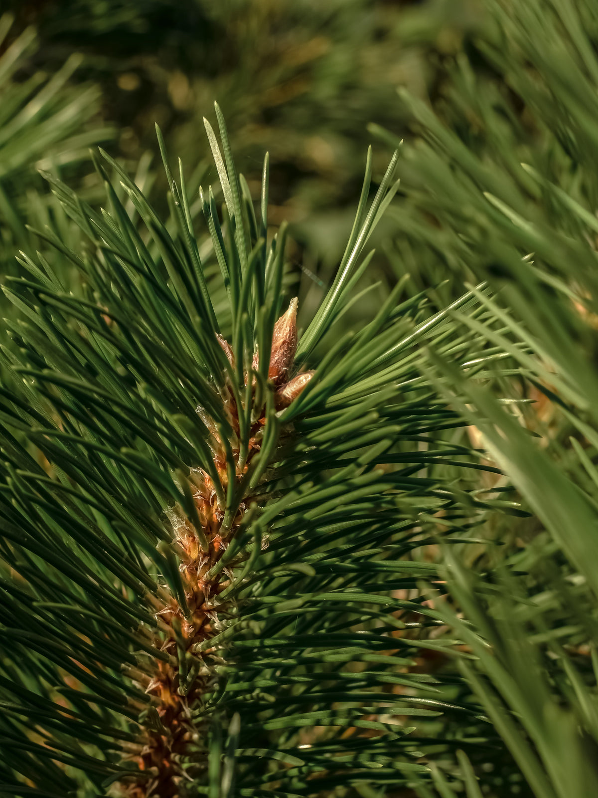 The Smell of Tree