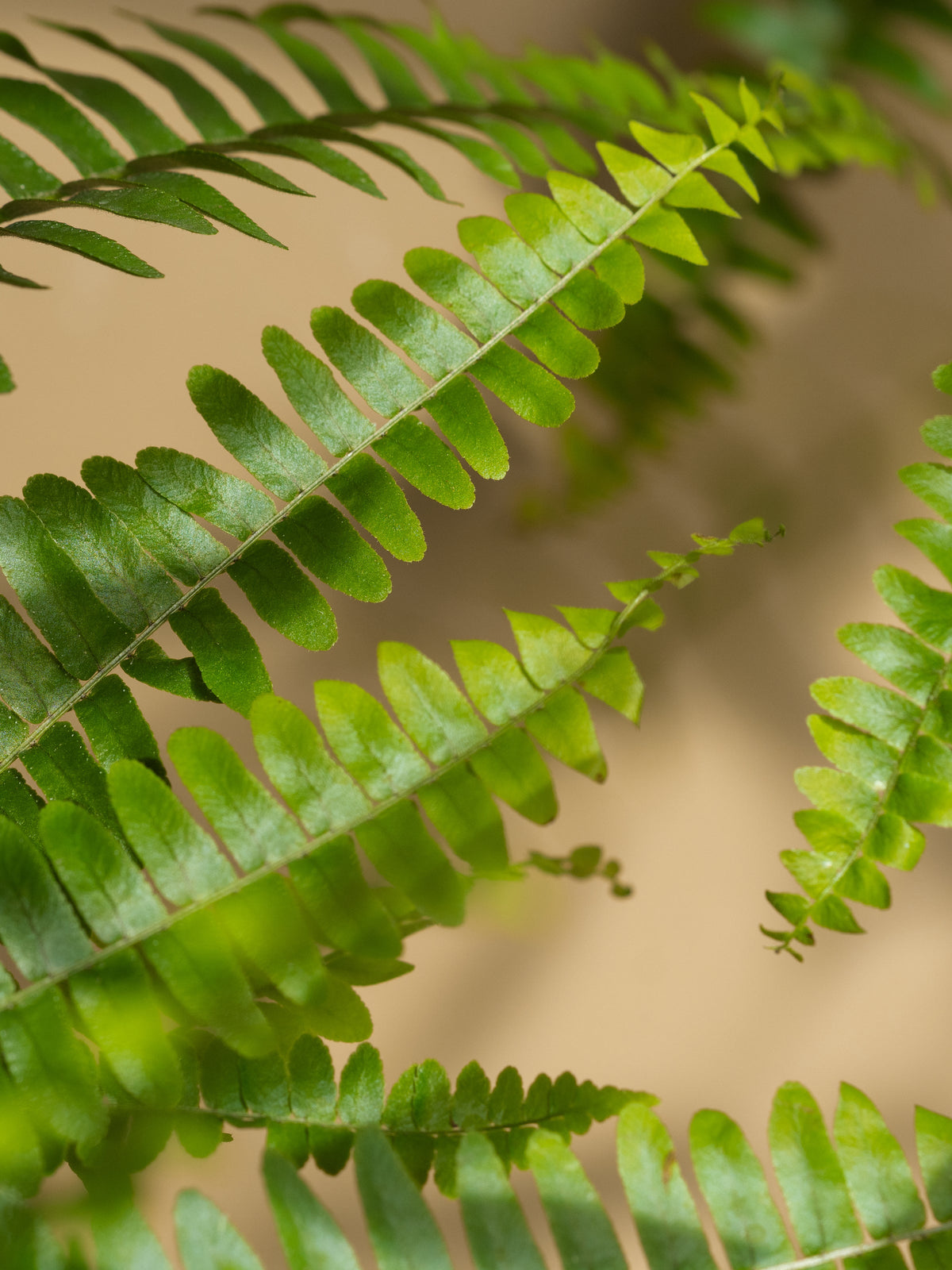 Fern + Moss