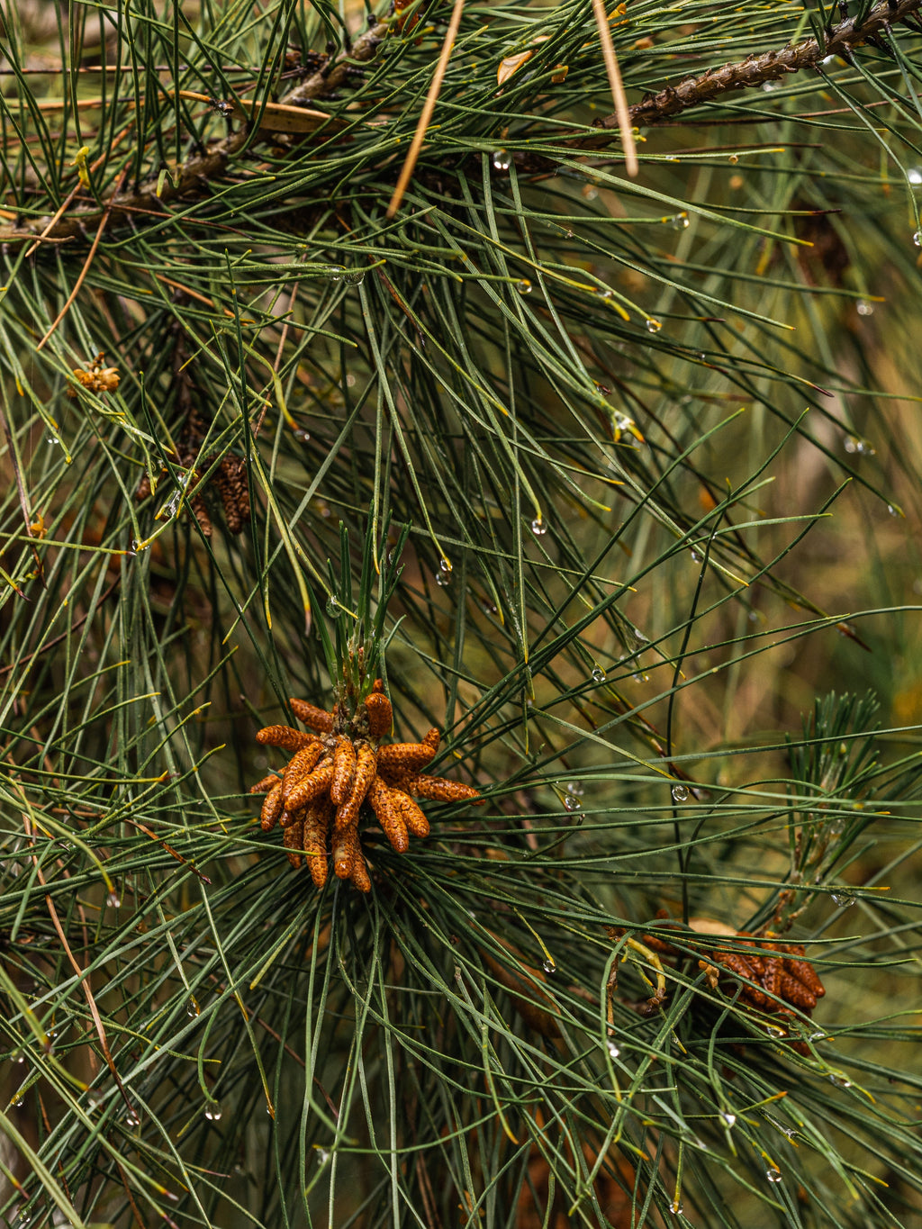 Crystal Pine