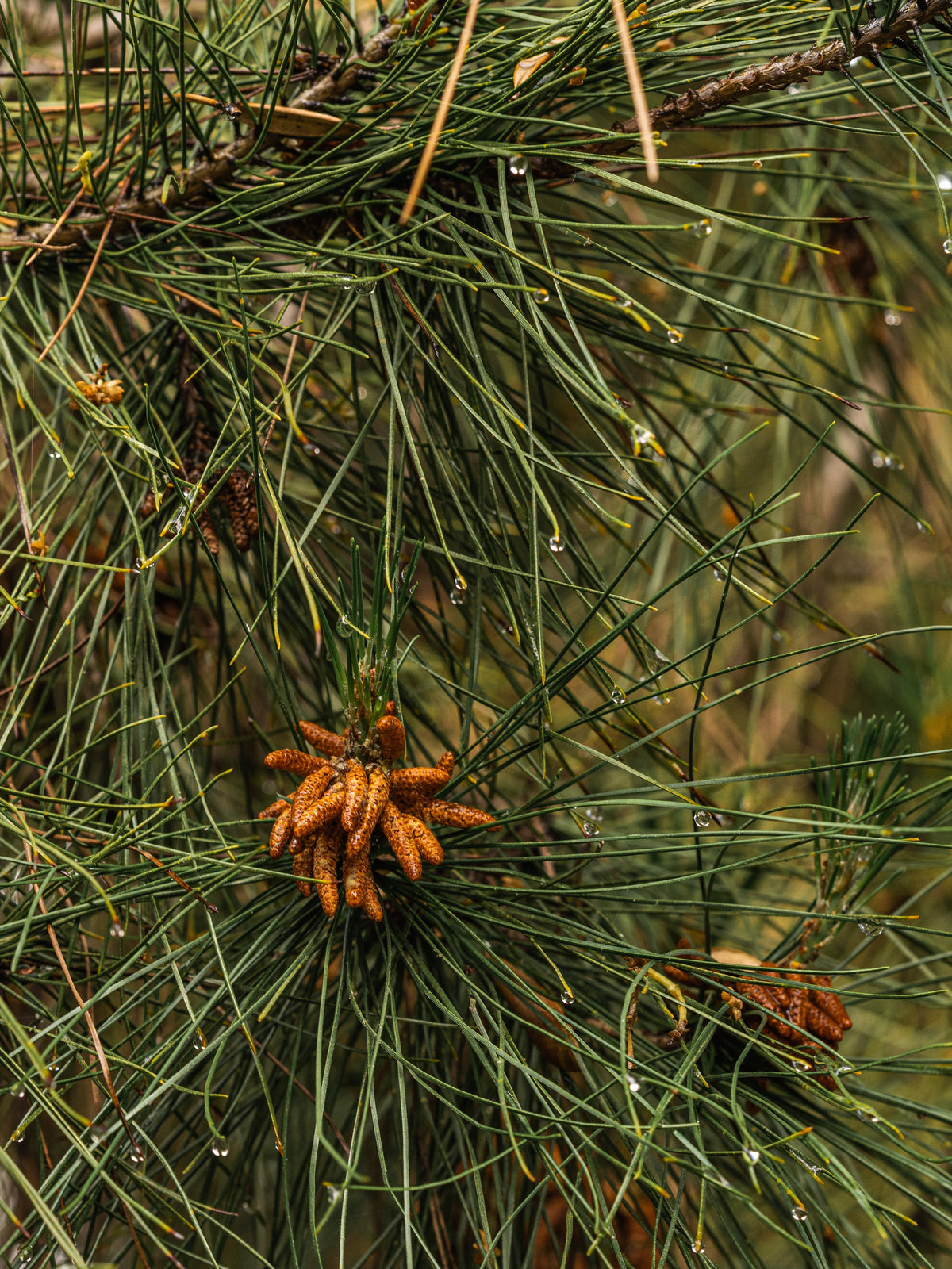 Crystal Pine