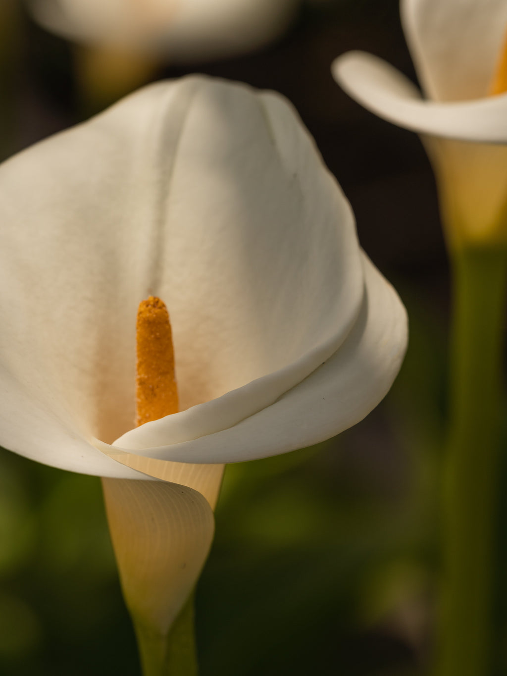 White Flower No. 42