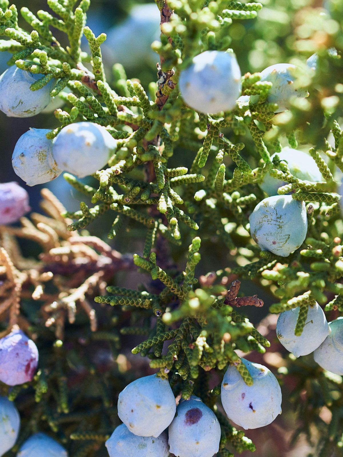 Applewood Juniper