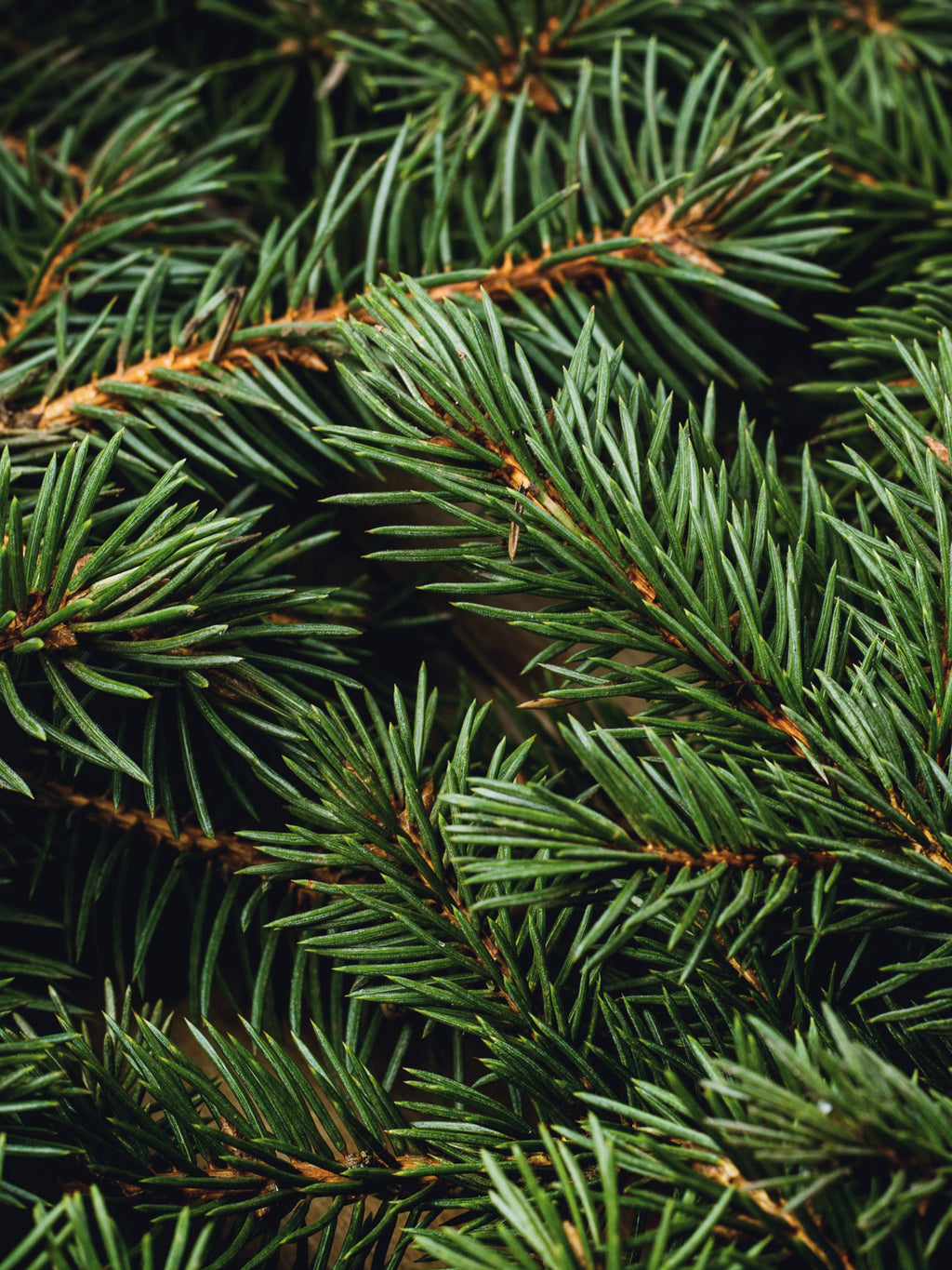 Swiss Pine & Eucalyptus