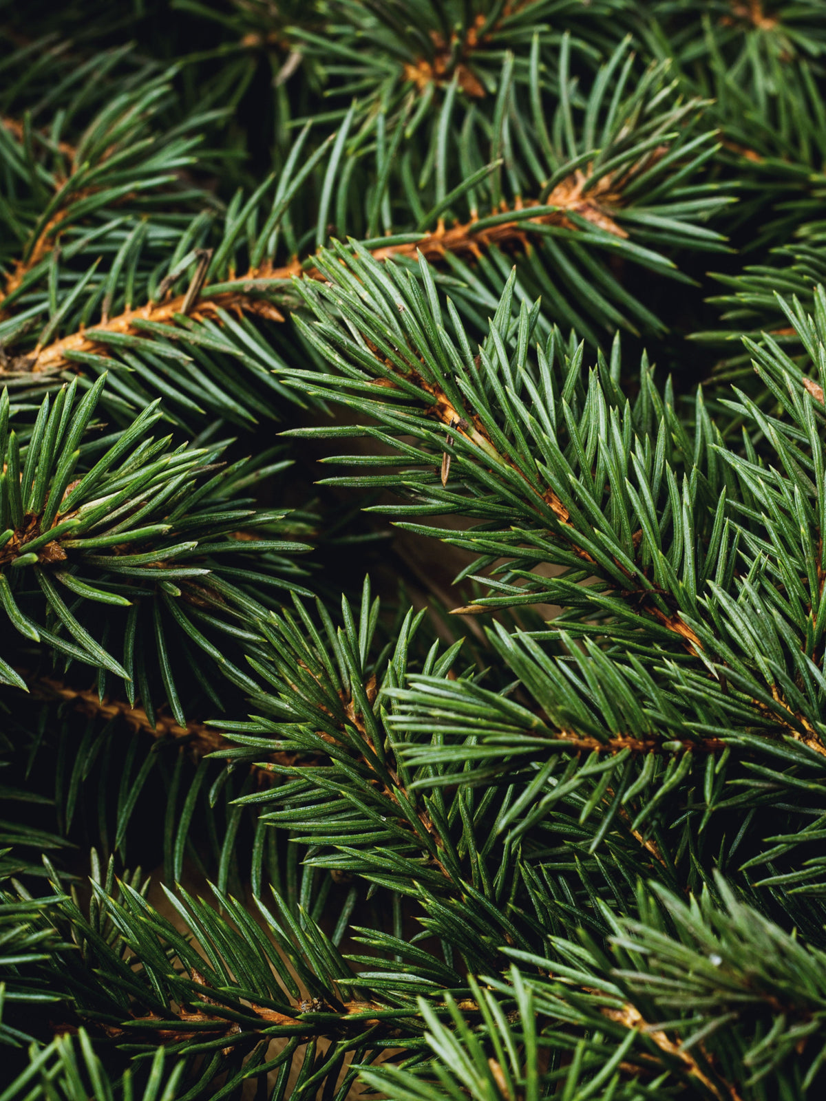 Swiss Pine & Eucalyptus