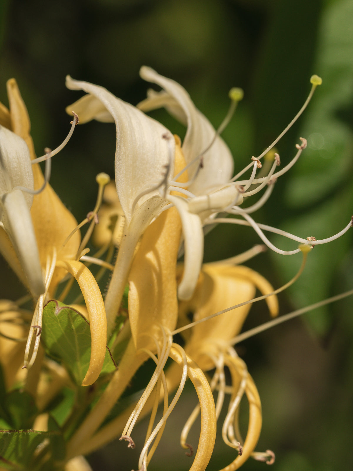 Wild Honeysuckle