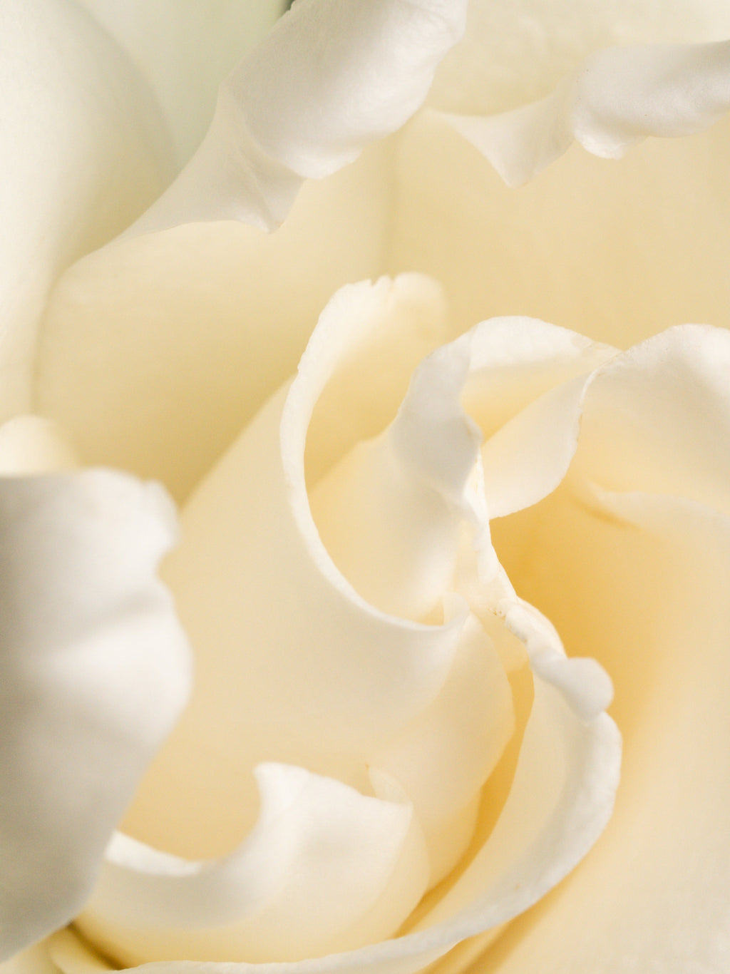 Fresh Cut Gardenia