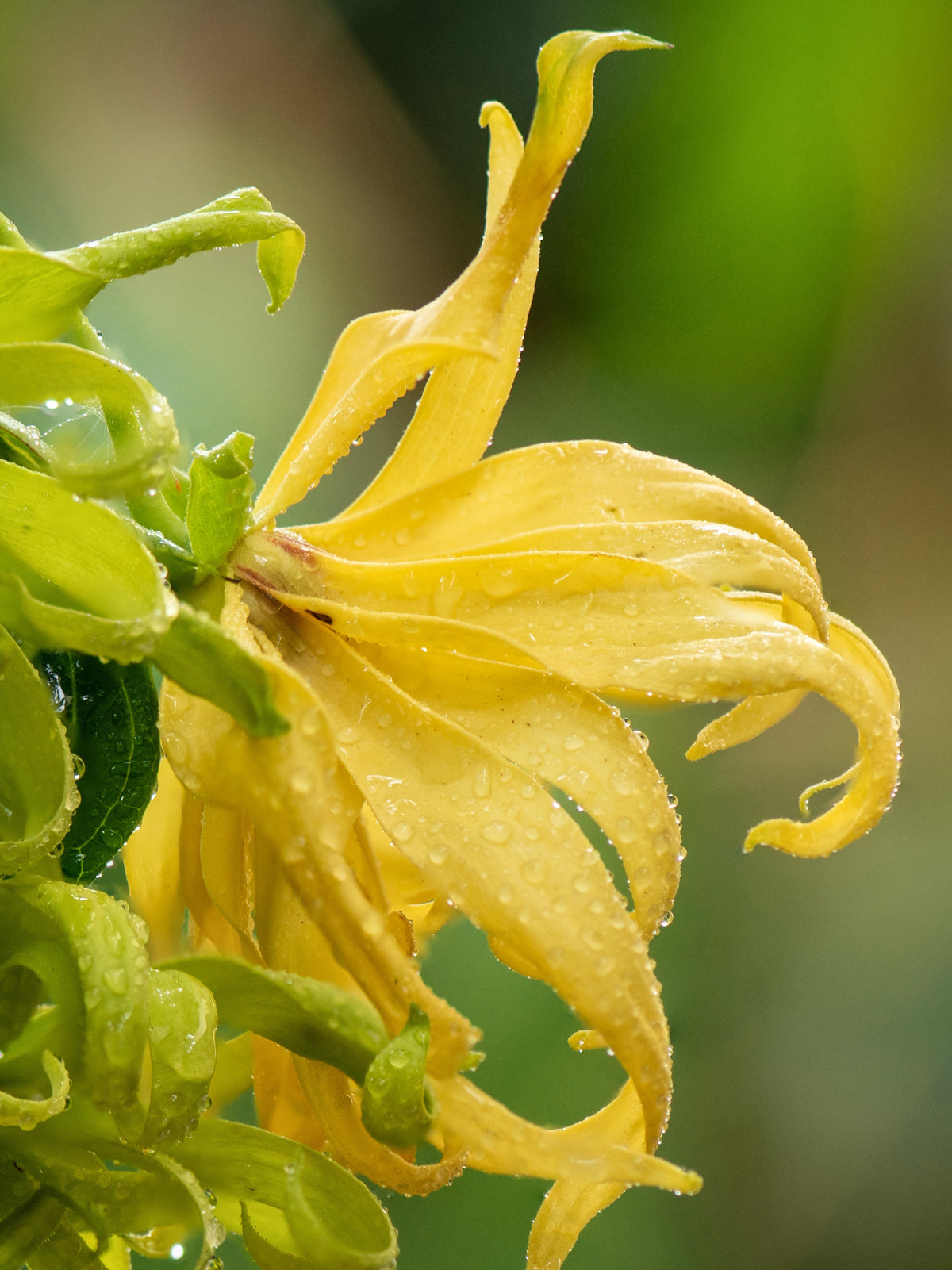 Close-up of a yellow ylang ylang plant with green leaves on a blurred green background