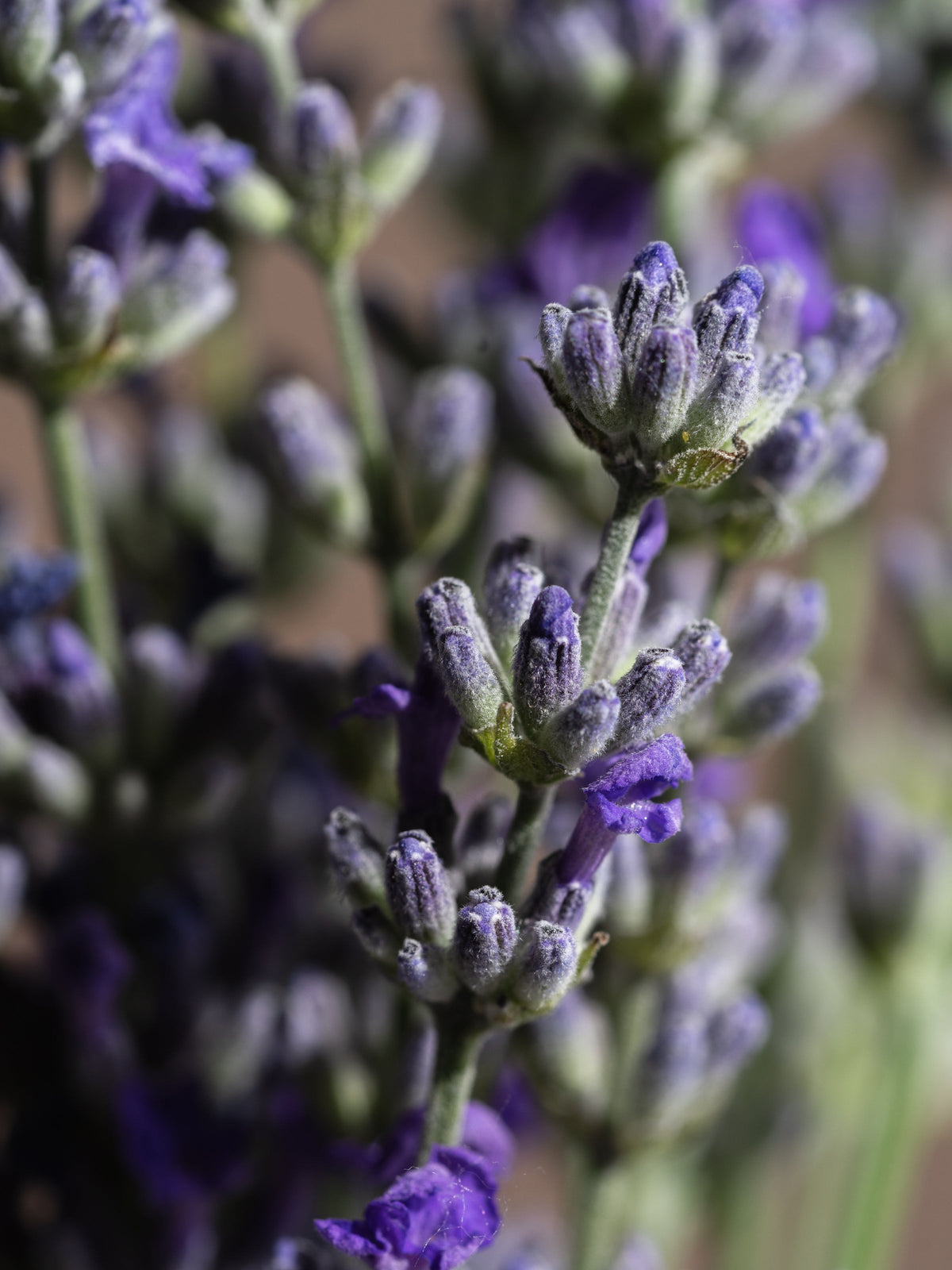 Close-up of lavender